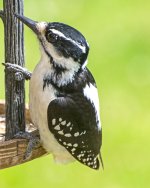 Hairy Woodpecker 4.jpg