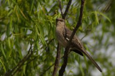 20150523-DSC_6245.jpg