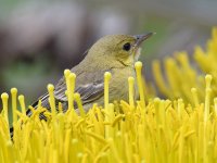 Finch.jpg