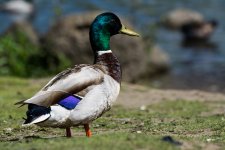DSC_1460.jpg