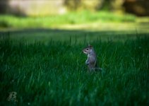 DSC_4539.jpg