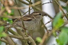 DSC_1157.jpg