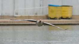 DSC_1124.jpg