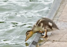 DSC_1142.jpg