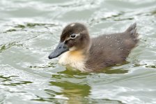DSC_1146.jpg
