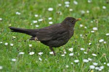 DSC_1217.jpg