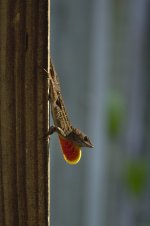 _71D0567.jpg