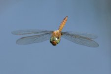 _DSC9208.jpg