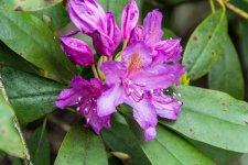 DSC_2745.jpg