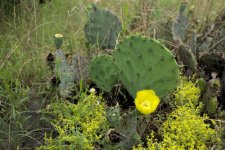 cactus flower_sml.jpg