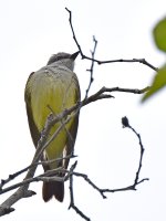 Kingbird2.jpg