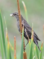 Blackbird5.jpg