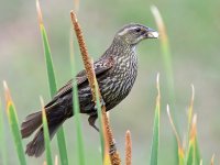 Blackbird6.jpg
