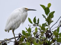 Egret.jpg