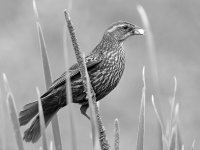 BlackbirdBW.jpg