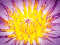 purple-yellow-lotus-1.jpg