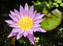 purple-yellow-lotus-2.jpg