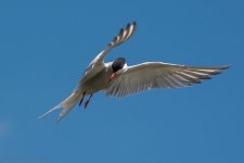 DSC_1511.jpg