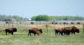 buffalo_DSC2192-Old Long Tammy-0017.jpg