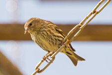 Pine Siskin.jpg