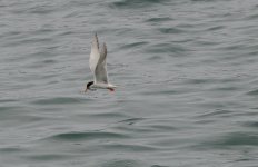24th May 2015 022.JPG