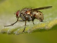 Fly.jpg