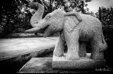 wai-elephant-1.jpg