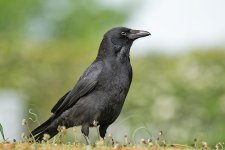DSC_1253.jpg
