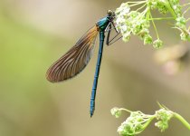 DSC_1262.jpg