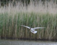 DSC_0312.jpg