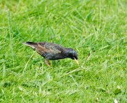DSC_1315.jpg