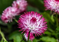 DSC_2798.jpg
