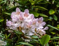 DSC_2801.jpg