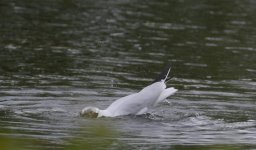 DSC_0276.jpg