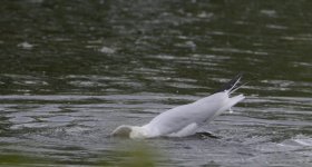 DSC_0279.jpg