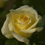 _AAA5205 - Version 2.jpg