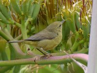 OrangeCrownedWarbler.jpg