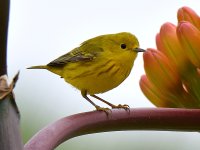 YellowWarbler2.jpg