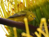 YellowWarbler4.jpg