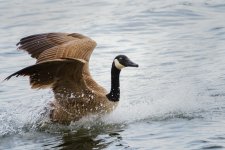 Soddy Daisy-Birds- (1000x667).jpg