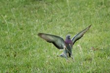 Soddy Daisy-Birds--2 (1000x667).jpg