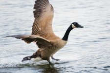 Soddy Daisy-Birds--3 (1000x667).jpg