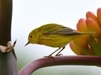 YellowWarbler.jpg