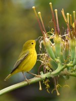 YellowWarbler9.jpg