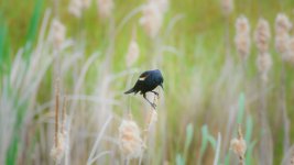 Soddy Daisy-Birds--4.jpg