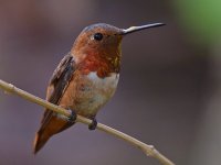 Hummer3.jpg