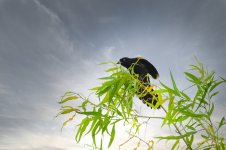 Soddy Daisy-Birds--6.jpg