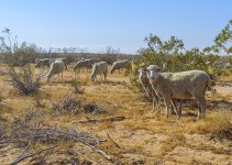 1 - Desert Excursion of May 2015.jpg
