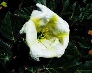 flower-weed-cr.jpg