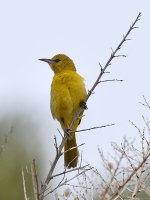 Oriole_2015_05_25.jpg